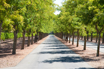 Baumallee Nappa USA