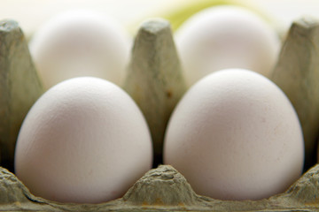eier