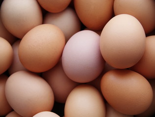 chicken eggs