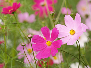 chinese gesang flower