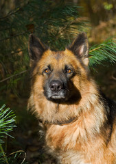 German shepherd (dog) 4