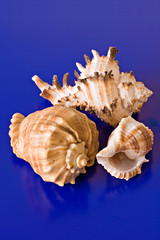 three sea shells isolated on blue background