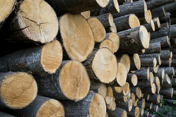 Tronchi di legno