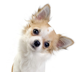 cute chihuahua puppy portrait - obrazy, fototapety, plakaty