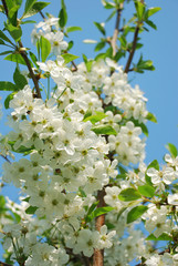 blossoming tree branch