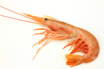 red shrimp
