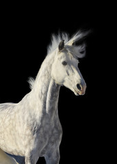 Fototapeta na wymiar gray stallion on black
