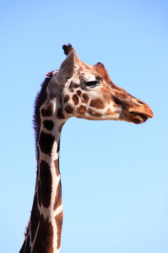 Bataco Photos Images Assets Adobe Stock Batako merupakan salah satu bahan bangunan penyusun untuk dinding. adobe stock