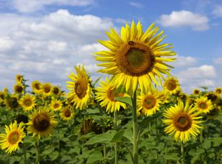Obraz premium sunflowers