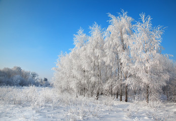 hoarfrost on trees and bushes