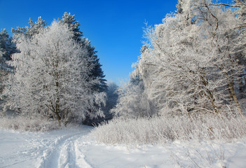 winter landscape