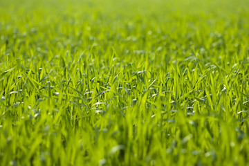 The green grass