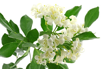 fleurs blanches murraya, buis de l'Inde, jasmin, fond blanc