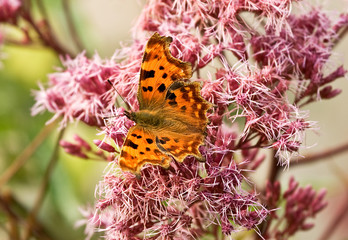Male Comma butterfly feasting