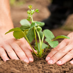 Erdbeeren werden im Garten gepflanzt