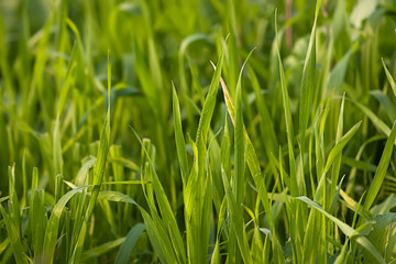 Fototapeta na wymiar The green grass
