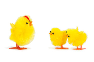 daddy chick and his two baby chicks listening