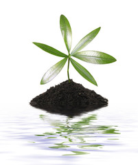 Häufchen Erde mit Pflanze im Wasser gespiegelt