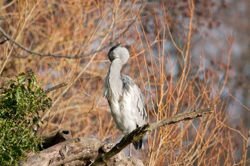 Heron on willow, hiding head
