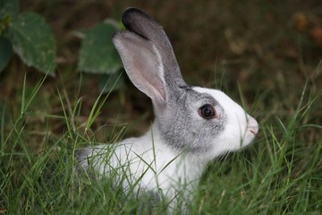 Rabbit