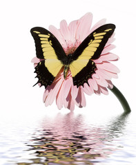 butterfly