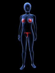 Transparente Frau mit Brustdrüsen und Uterus