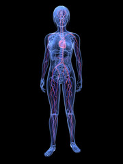transparenter weiblicher Körper mit vaskulärem System
