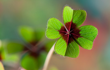 Four - Leaved Clover