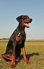 jeune doberman