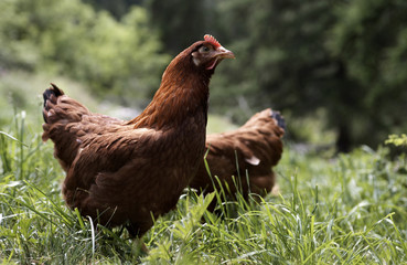 galline