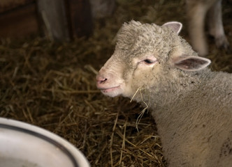Obraz premium agnello