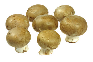 Sieben freigestellte Champignons