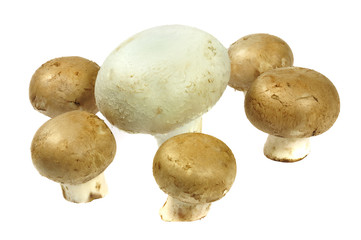 Ein weißer und fünf braune Champignons
