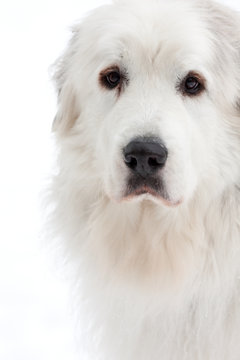 Great Pyrenees