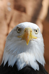 Seeadler