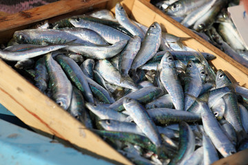 Marché aux poissons : Sardines #2