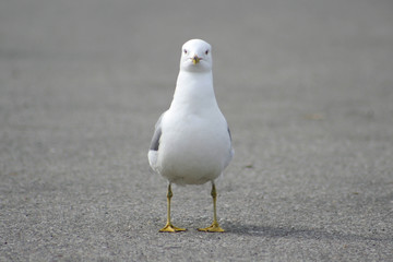 Pigeon