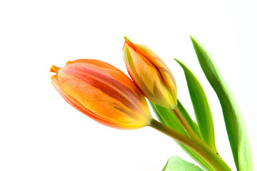 Two orange tulips