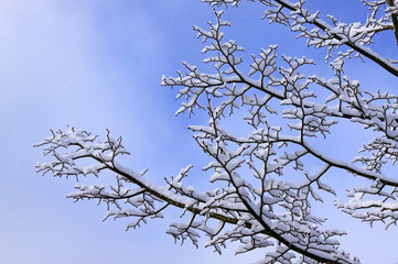 winter