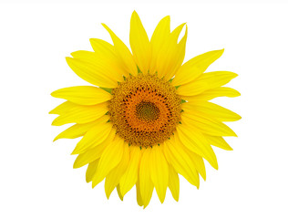 Fototapeta premium Sunflower