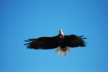 Weißkopfseeadler