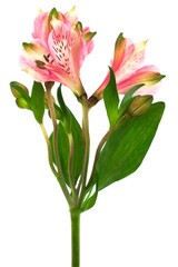 Beautiful pink alstroemeria