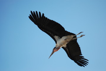 fliegender Marabu
