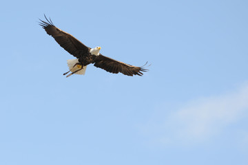 Weißkopfseeadler