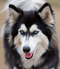 Siberian Husky with beautiful blue eyes close up.