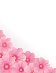 flowers cosmos blossom corner vector illustration