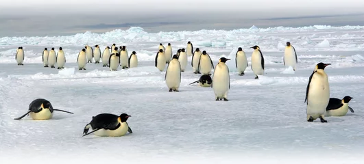 Foto auf Acrylglas Antarktis Kaiserpinguine, kehre in die Kolonie zurück