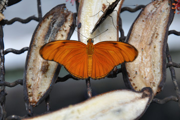 Schmetterling