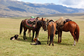 Group nomadic horses