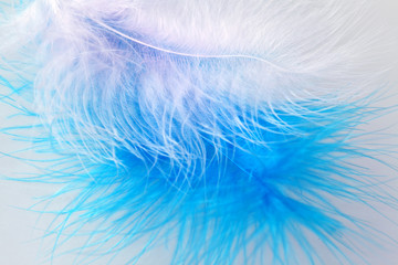 Fototapeta na wymiar Bird's color feather